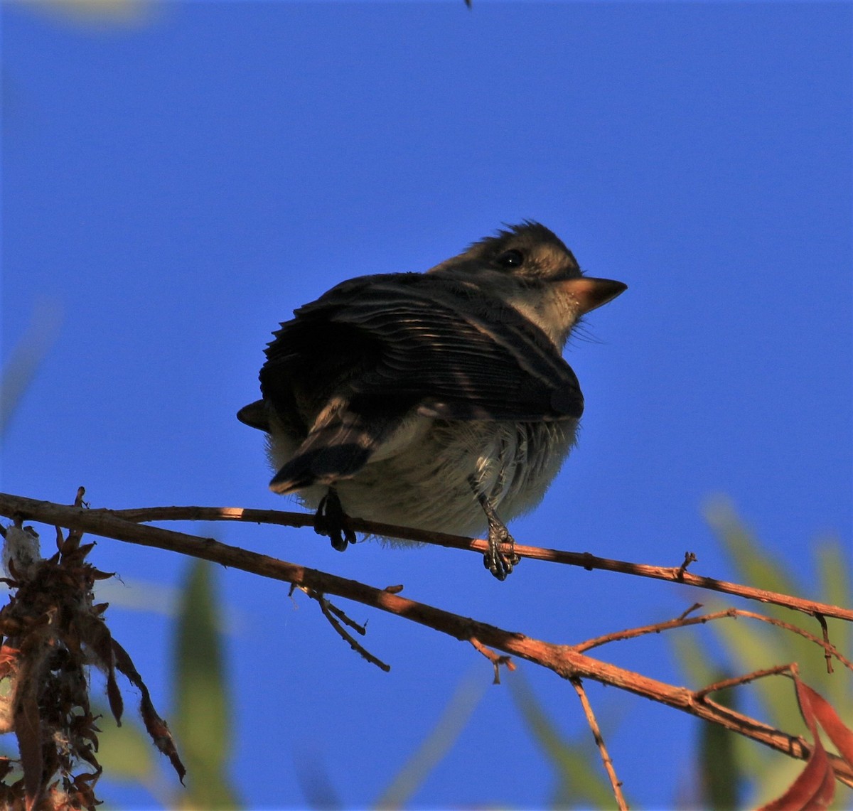 Willow Flycatcher - ML376749571