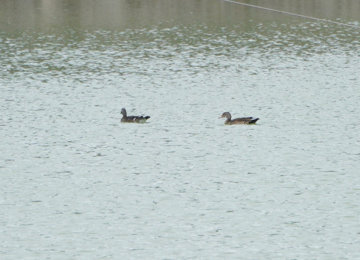 Wood Duck - ML376749731