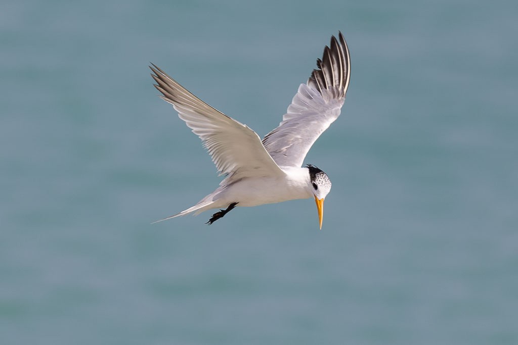 Lesser Crested Tern - Nikos Mavris