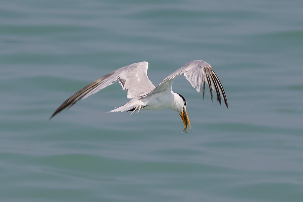 Lesser Crested Tern - ML376749901