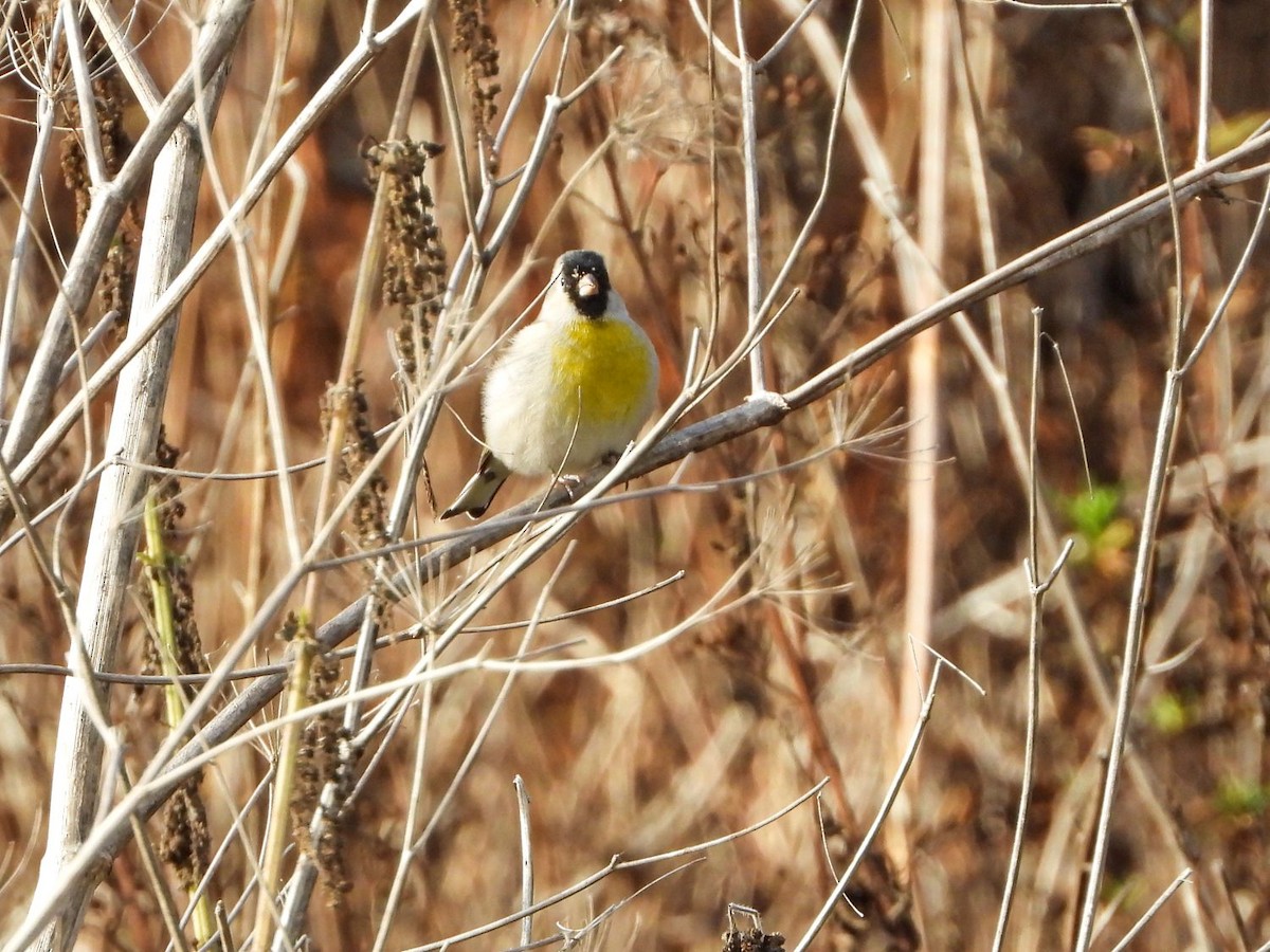 Lawrence's Goldfinch - ML376750191
