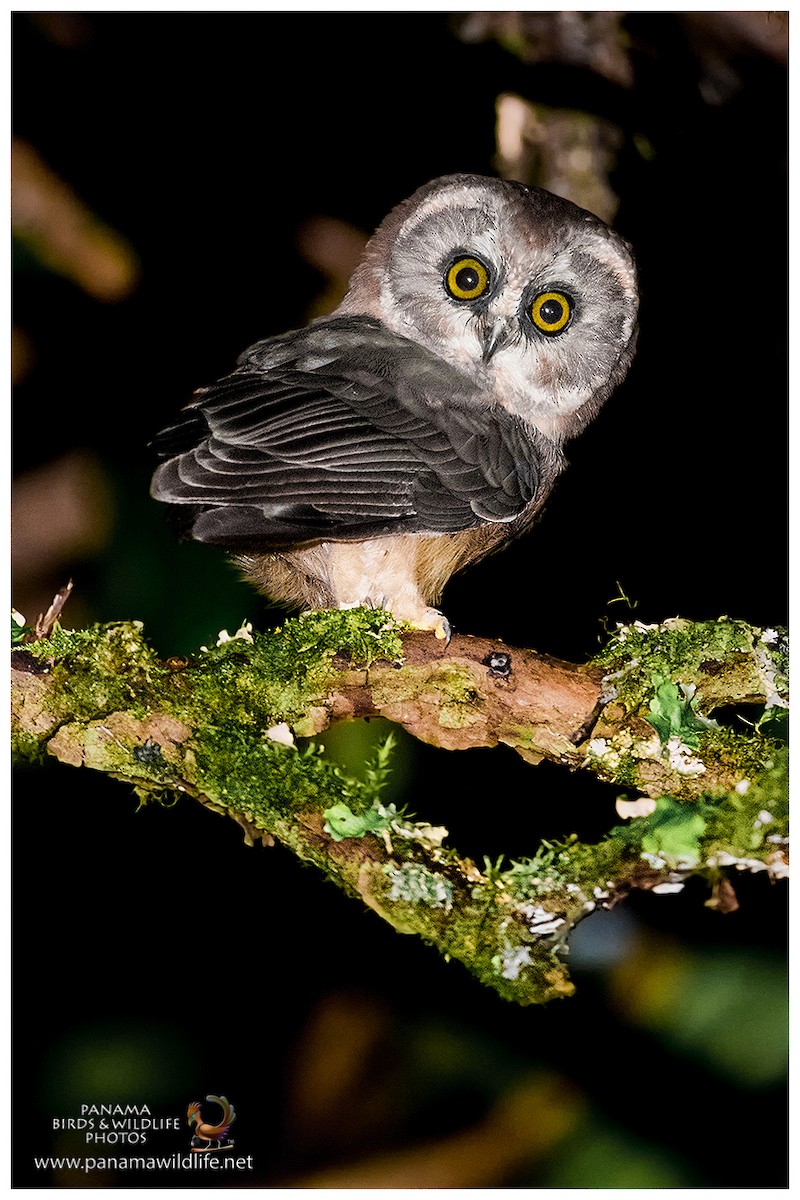 Unspotted Saw-whet Owl - ML37675171