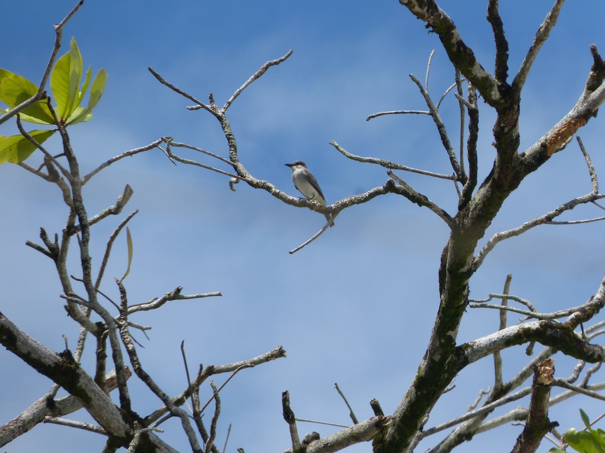 Gray Kingbird - ML376752911