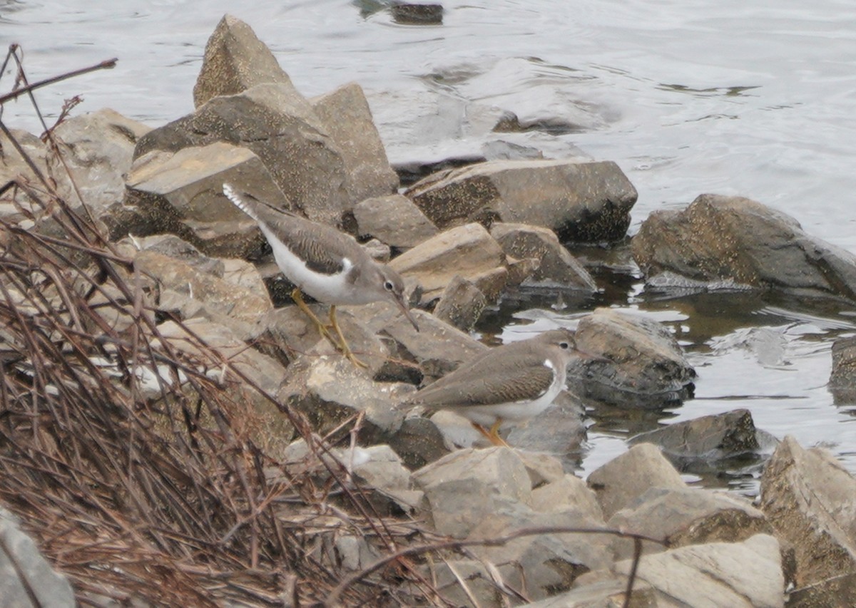 Spotted Sandpiper - Ed Norton