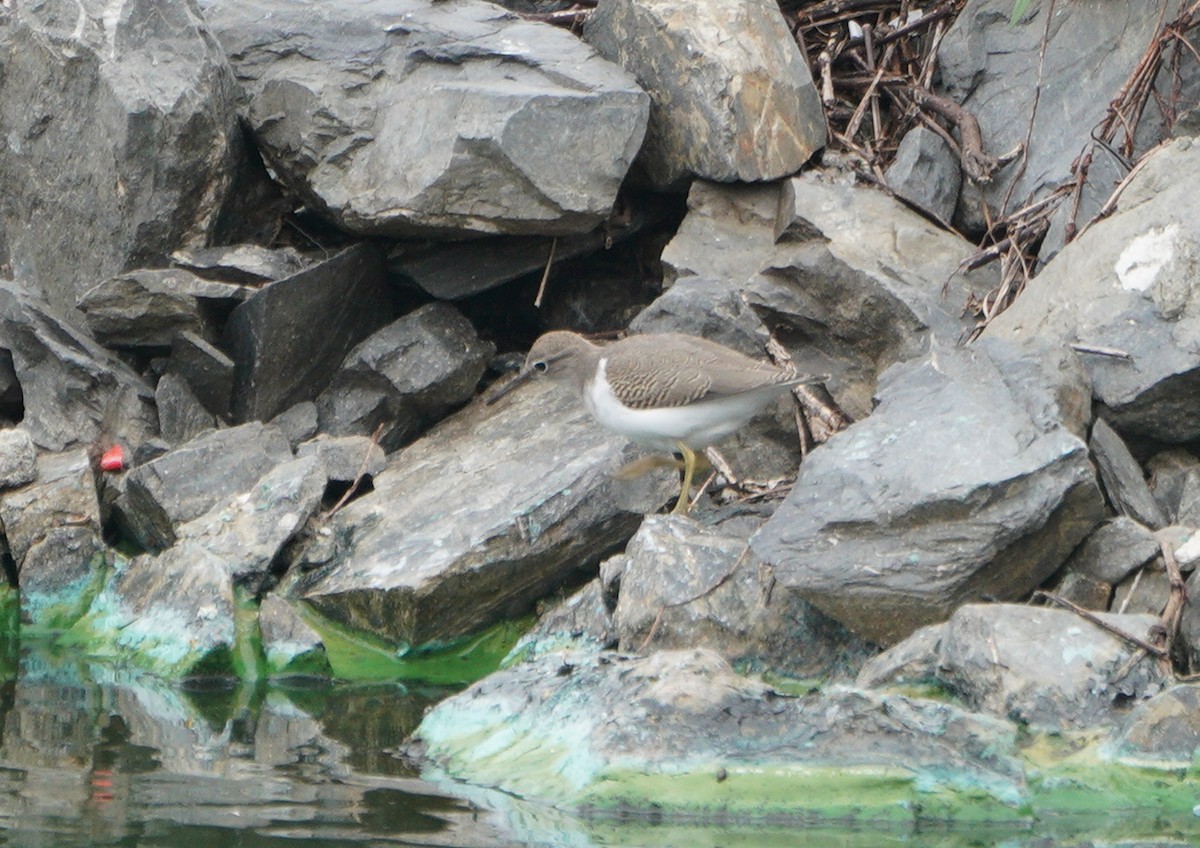 Spotted Sandpiper - Ed Norton