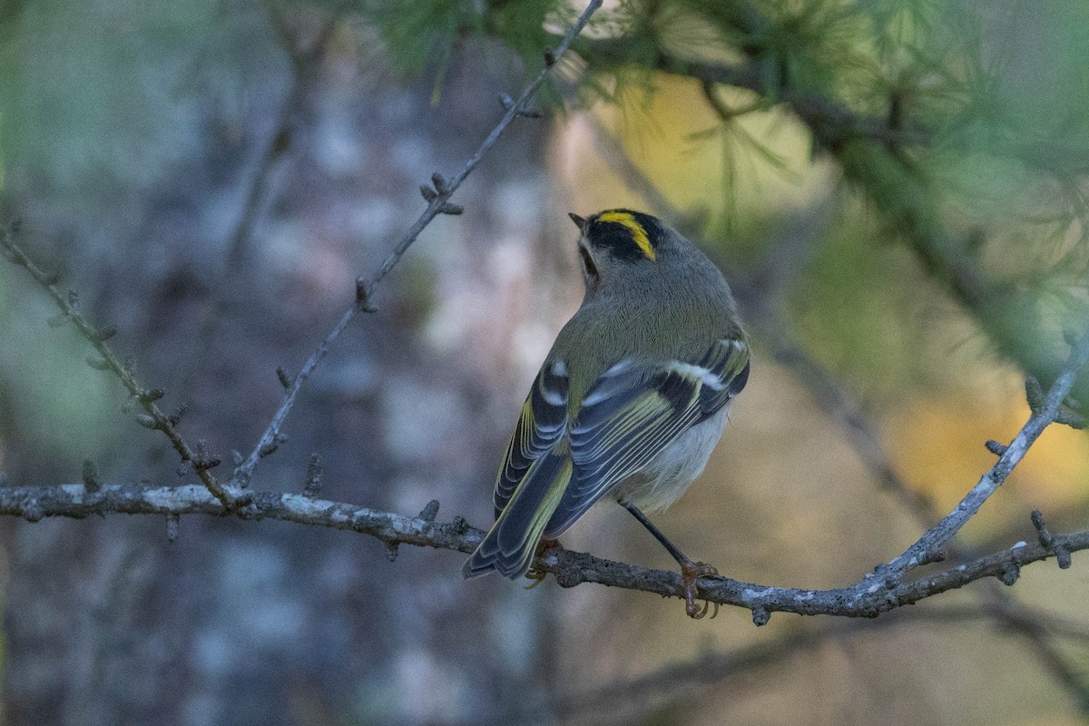 Golden-crowned Kinglet - ML376753821