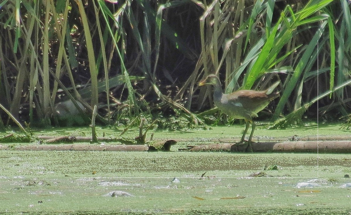 Common Gallinule - Nic Zimmer