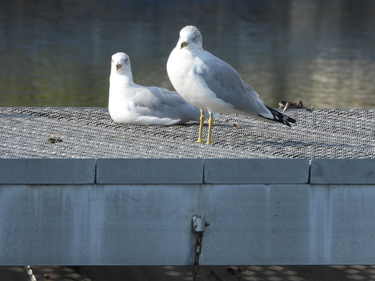 Ring-billed Gull - ML376754301