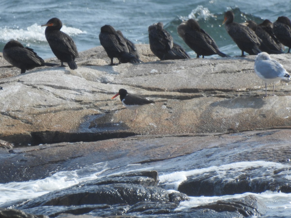 American Oystercatcher - ML376754471