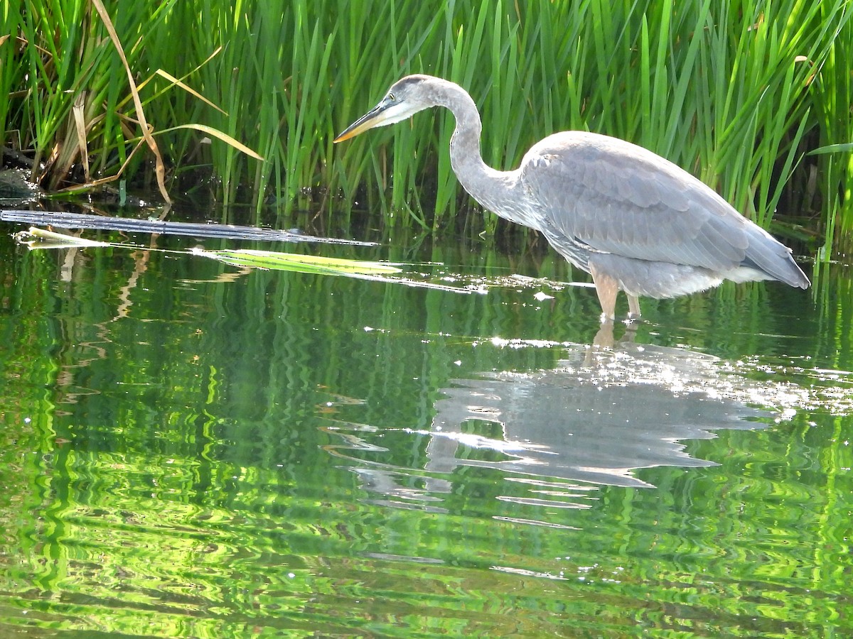 Great Blue Heron - ML376754521