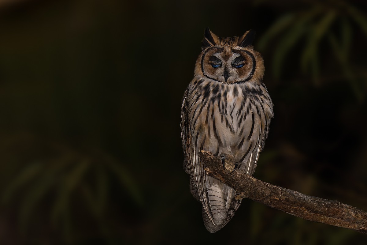 Striped Owl - ML376755441