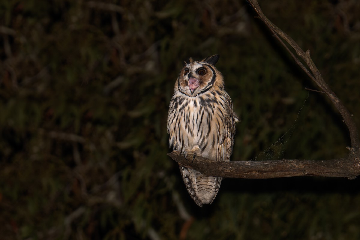 Striped Owl - ML376755451