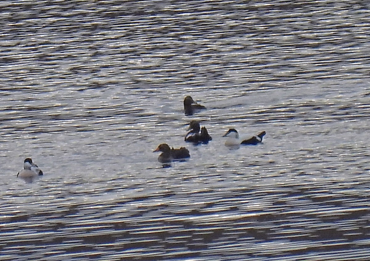 King Eider - ML376755621