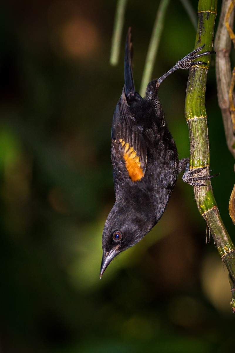 Variable Oriole - ML376757041