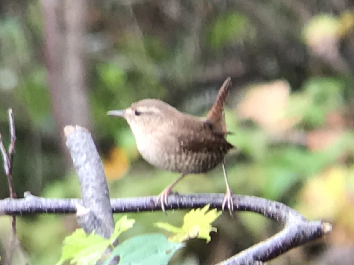 Winter Wren - ML376761361