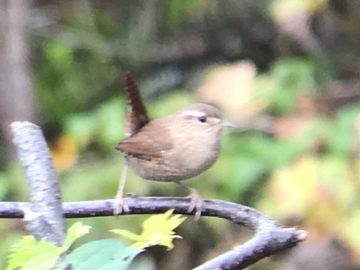 Winter Wren - ML376761391