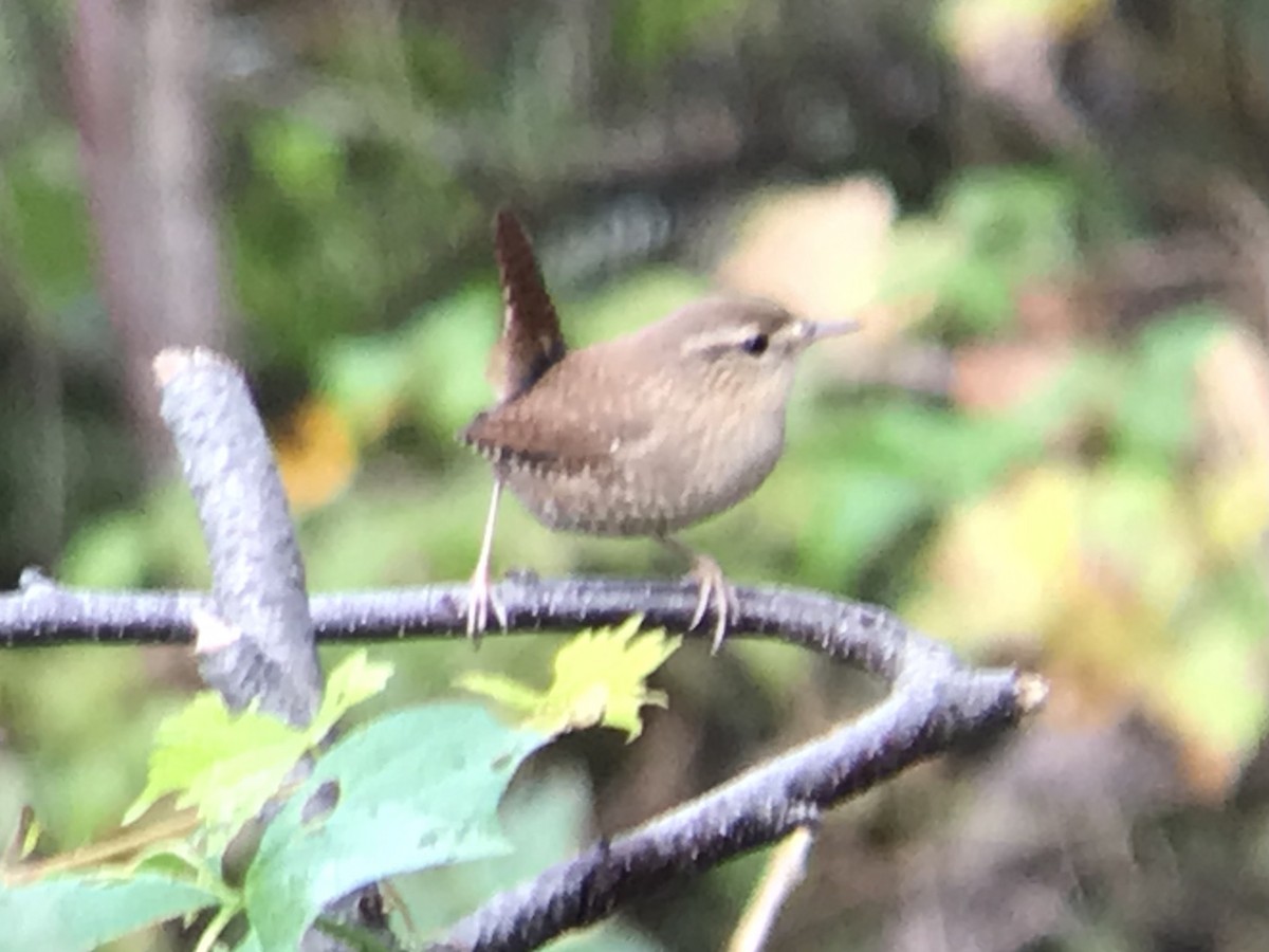 Winter Wren - ML376761401