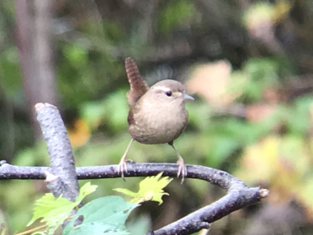 Winter Wren - ML376761411