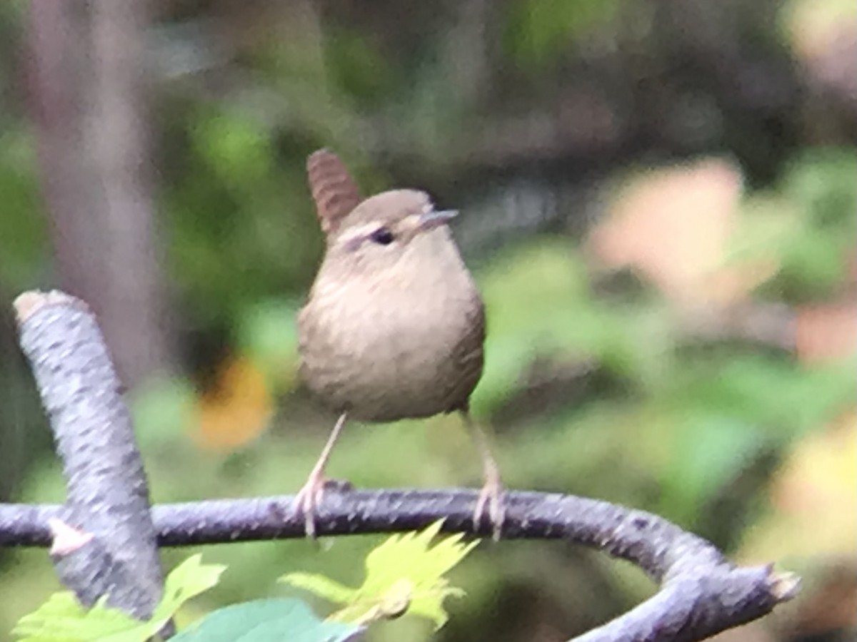 Winter Wren - ML376761431