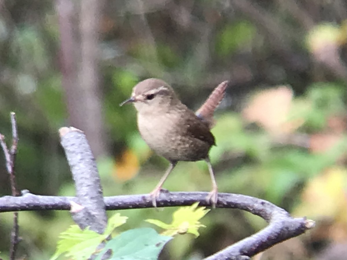 Winter Wren - ML376761471