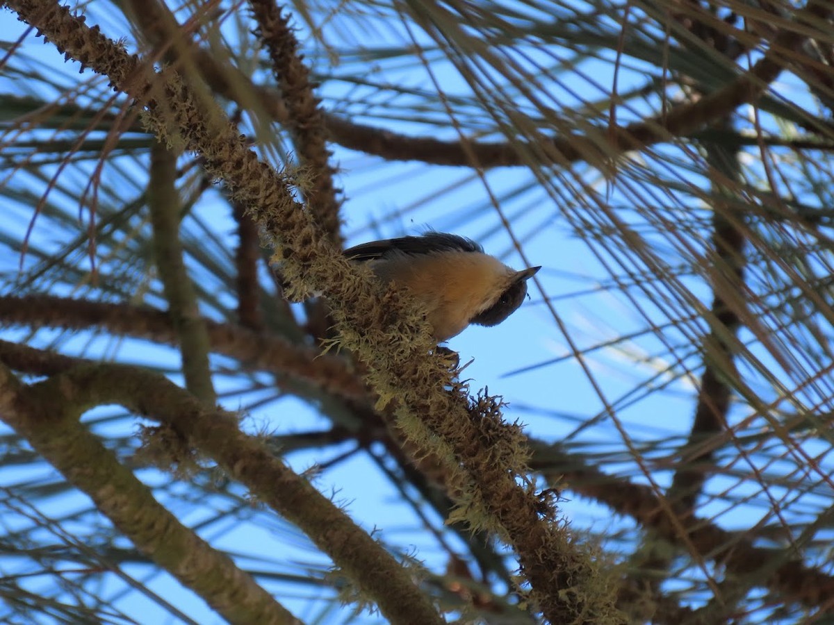 Pygmy Nuthatch - ML376762171
