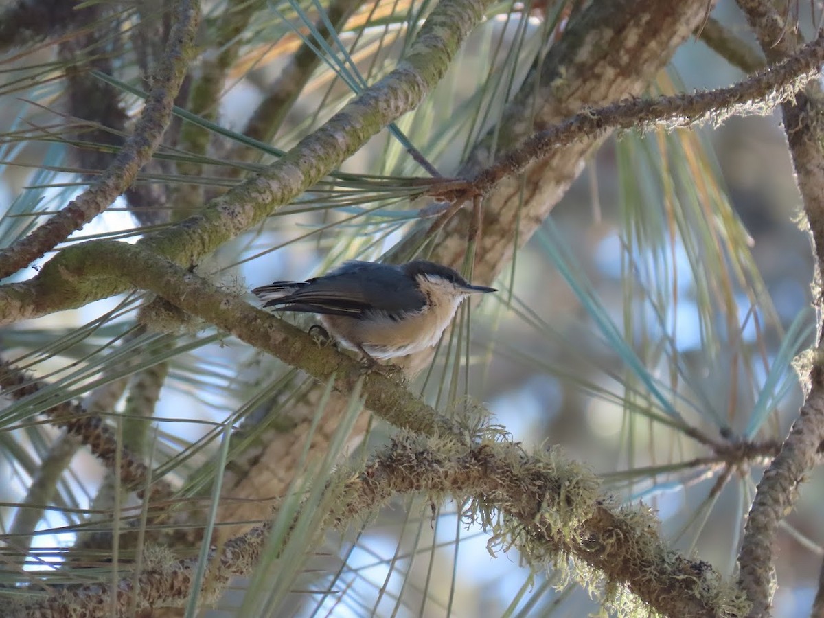 Pygmy Nuthatch - ML376762181