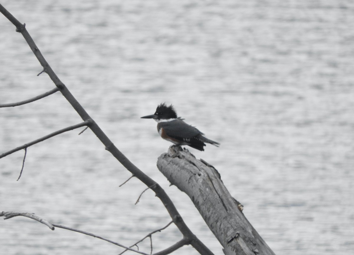 Belted Kingfisher - ML376764181