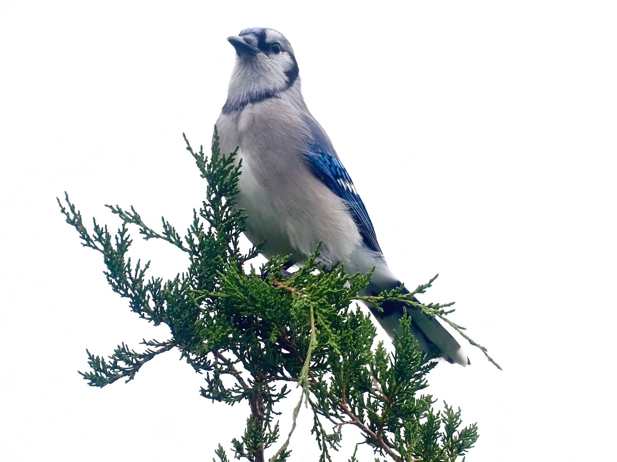 blåskrike - ML376764571