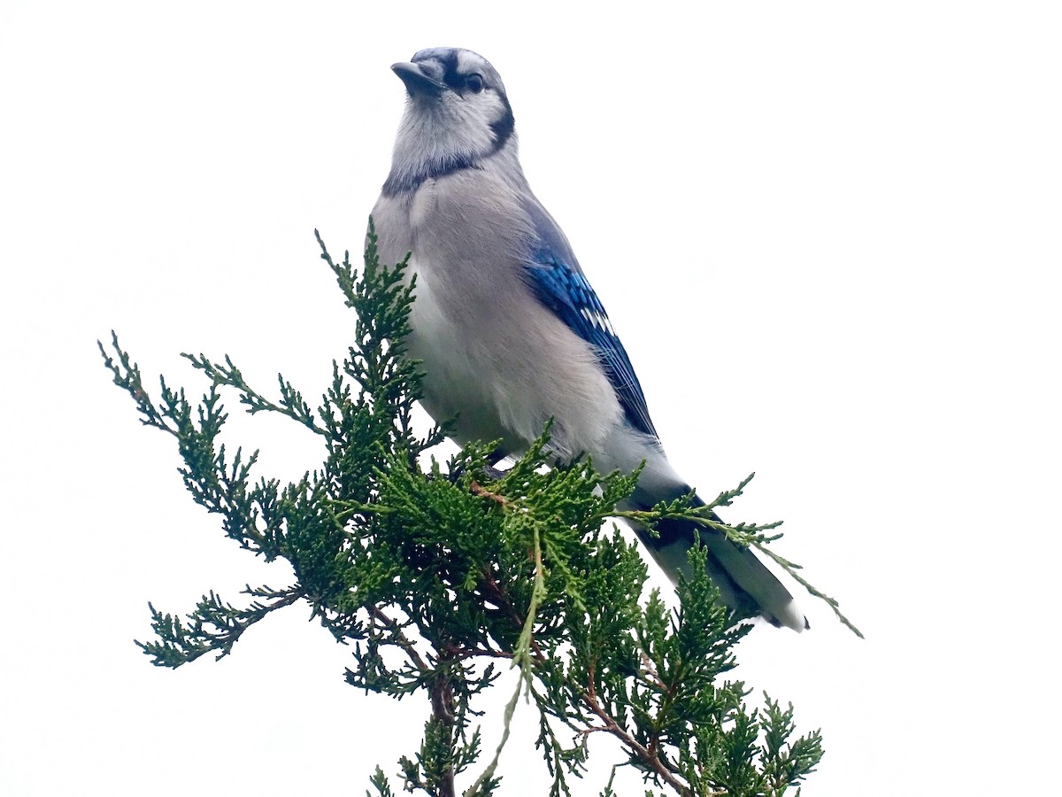 Blue Jay - ML376764571