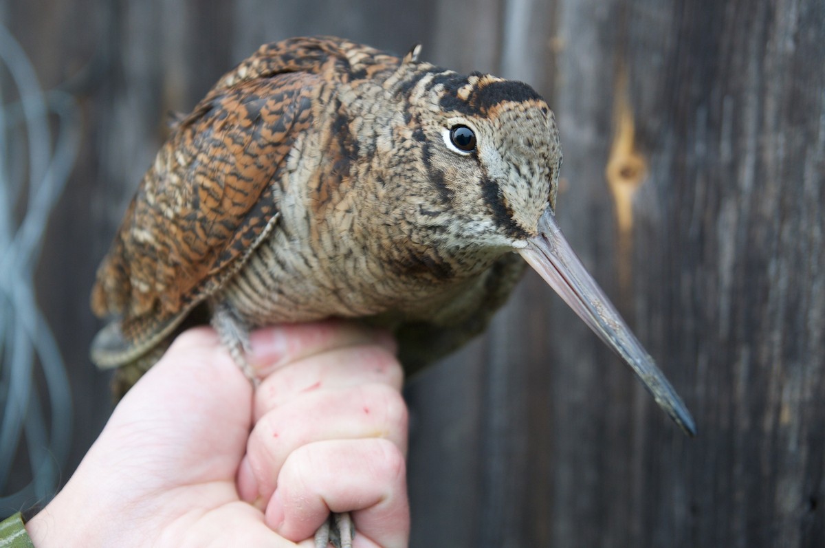 Eurasian Woodcock - ML37676611