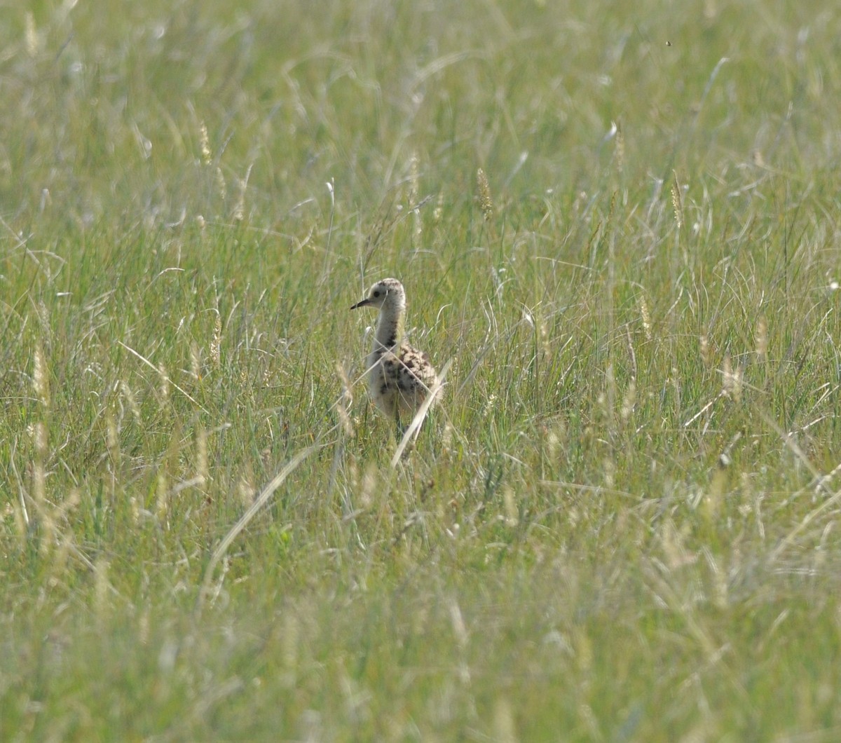 Long-billed Curlew - ML37676671
