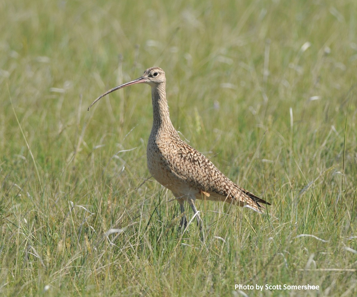 Long-billed Curlew - ML37676681