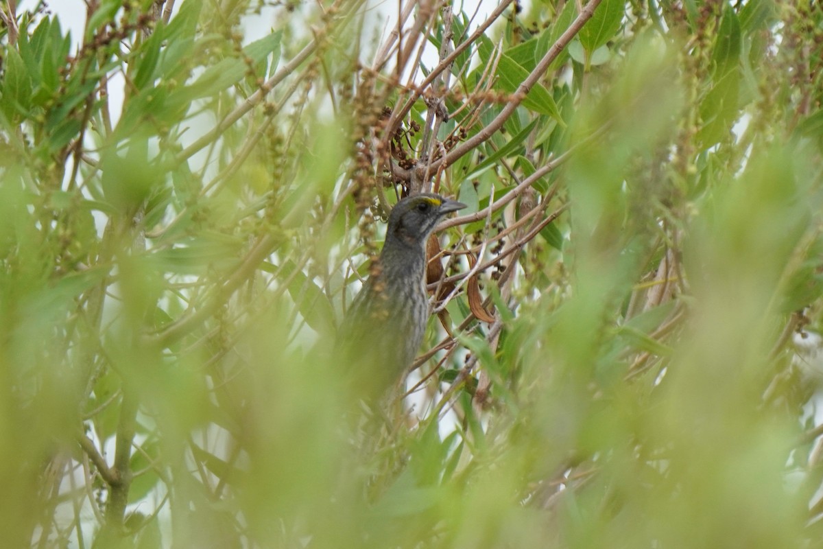 Seaside Sparrow - ML376767641