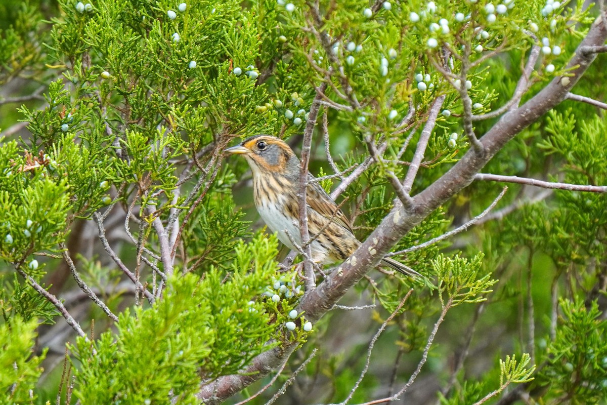 Saltmarsh Sparrow - ML376767781