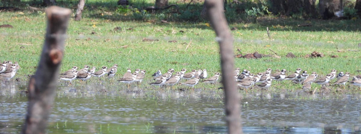 Semipalmated Plover - ML376767901