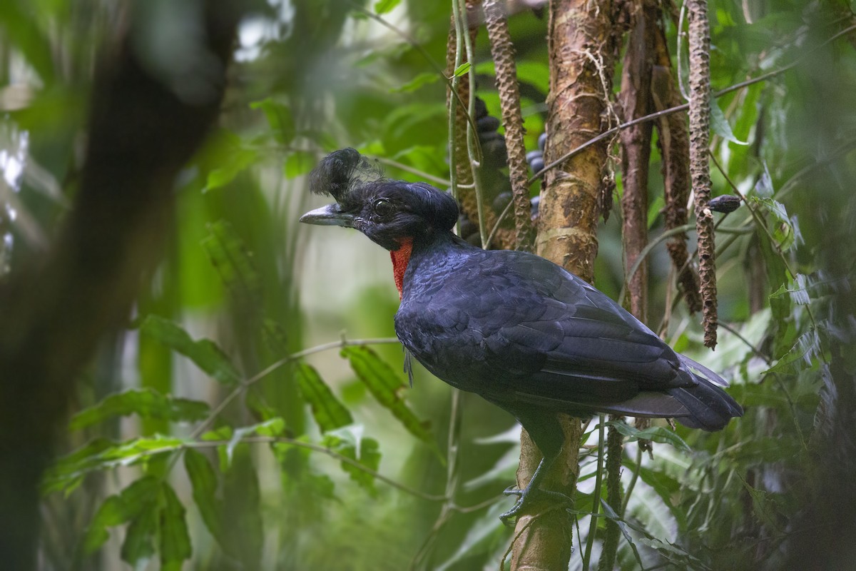 Bare-necked Umbrellabird - ML376768691