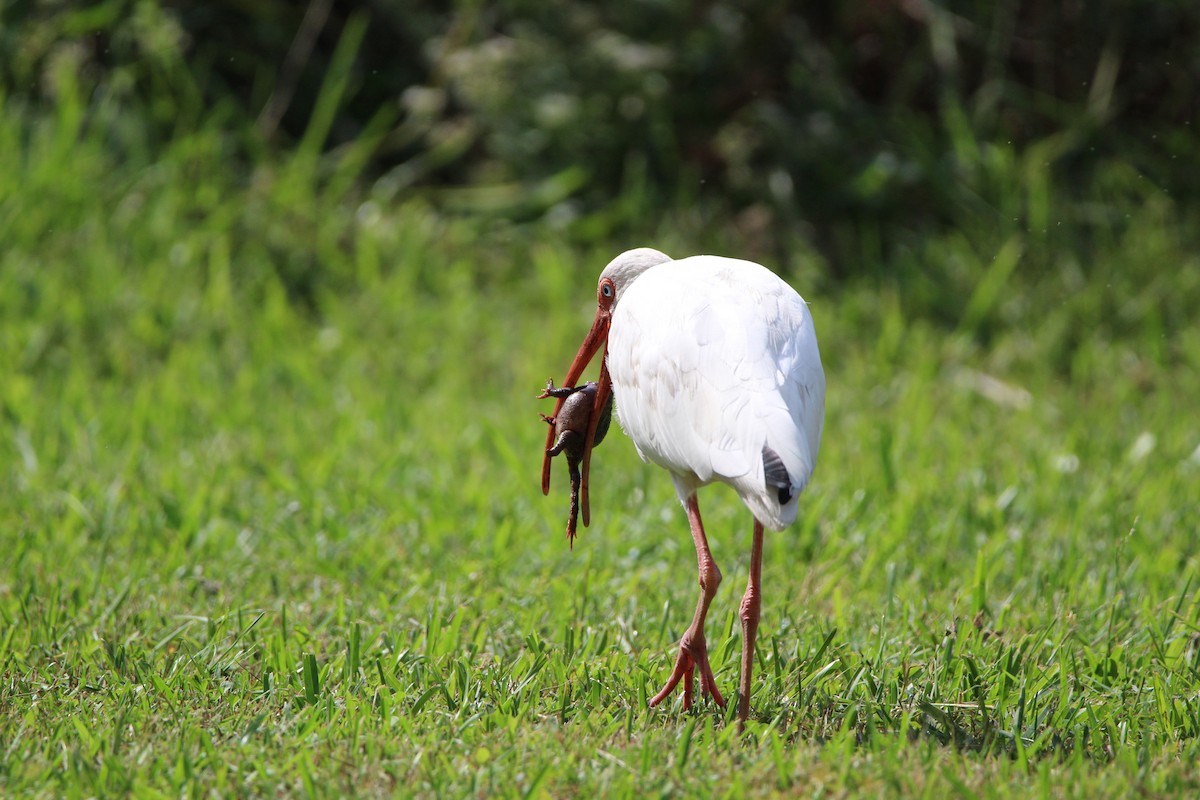 White Ibis - ML376769521