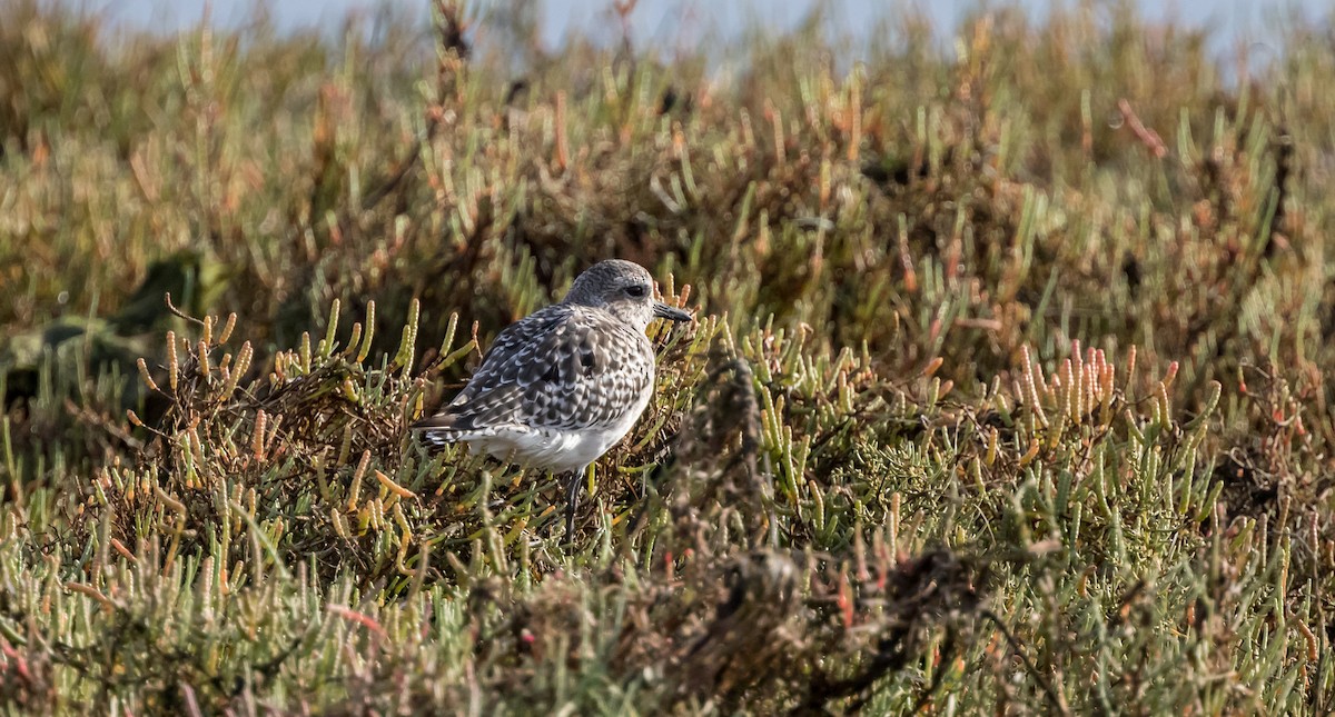 Black-bellied Plover - Francisco Pires