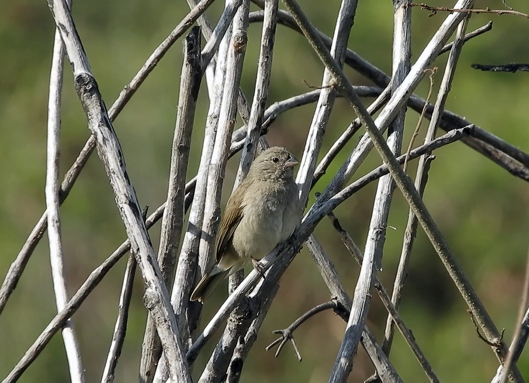 Dull-colored Grassquit - ML376772341