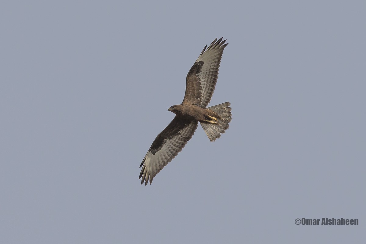 Long-legged Buzzard - Omar alshaheen