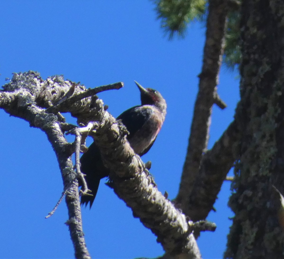 Lewis's Woodpecker - Dylan Osterhaus