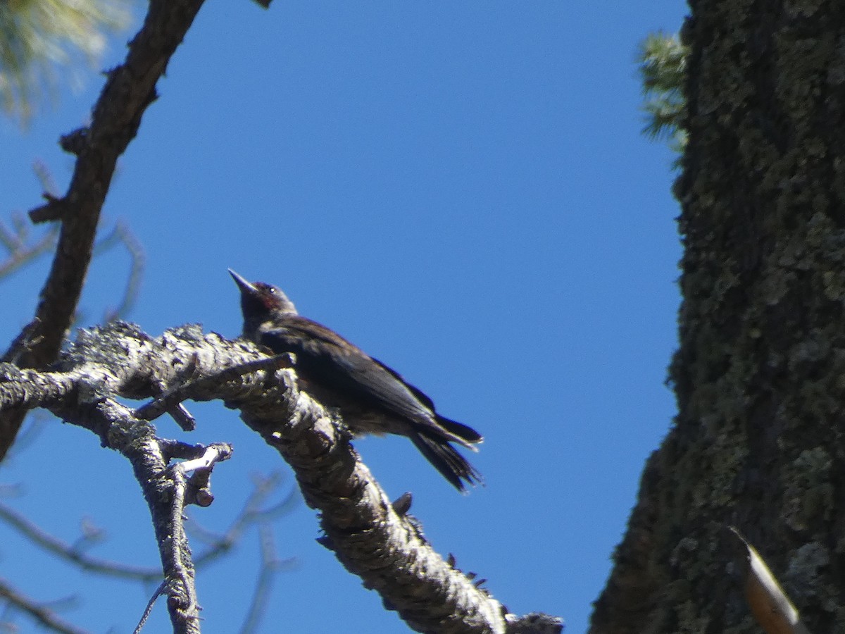 Lewis's Woodpecker - Dylan Osterhaus