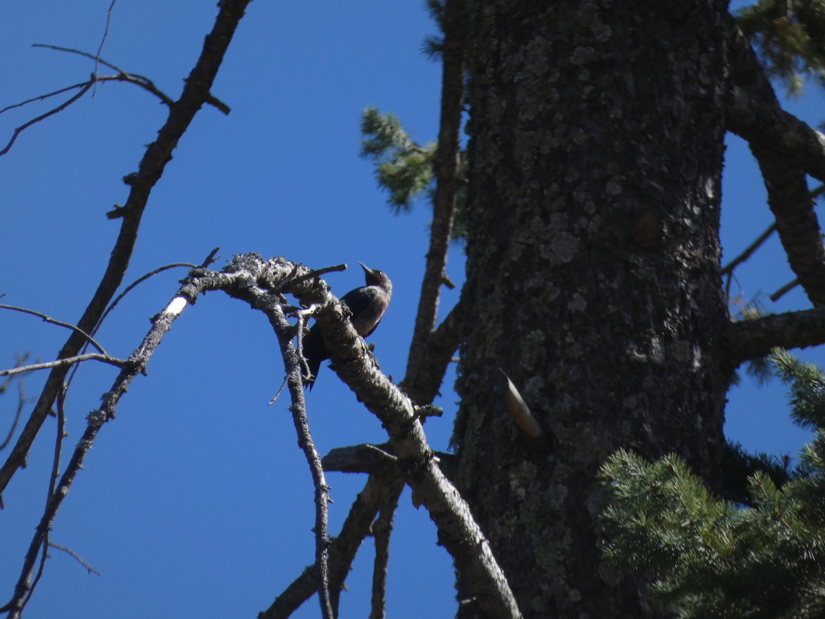 Lewis's Woodpecker - ML376773931