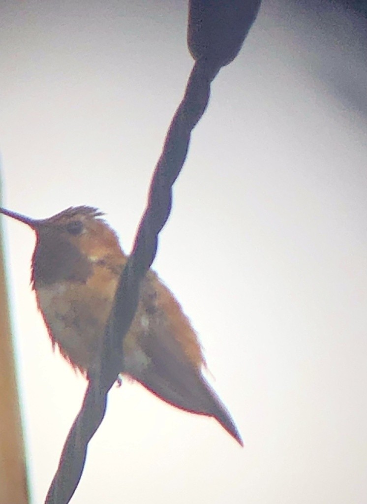 Rufous Hummingbird - Sam Darmstadt