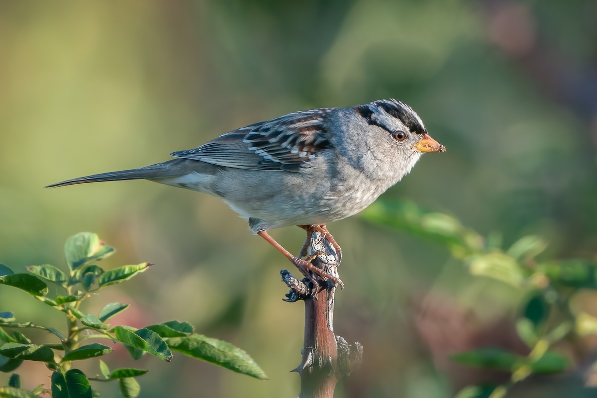 White-crowned Sparrow - ML376775451
