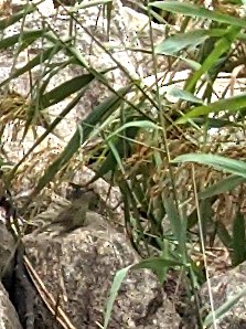 Kirtland's Warbler - ML376775721