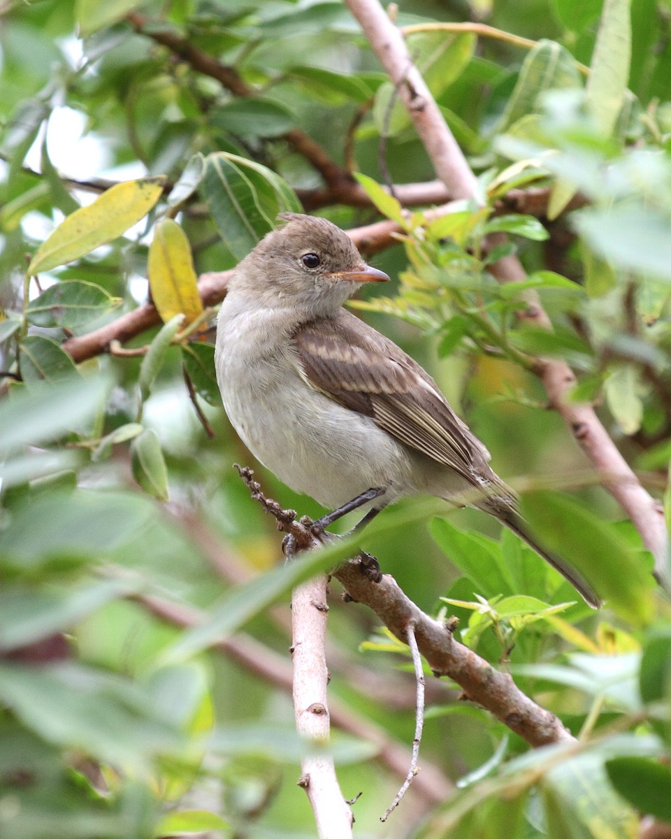 White-crested Elaenia - ML376776521