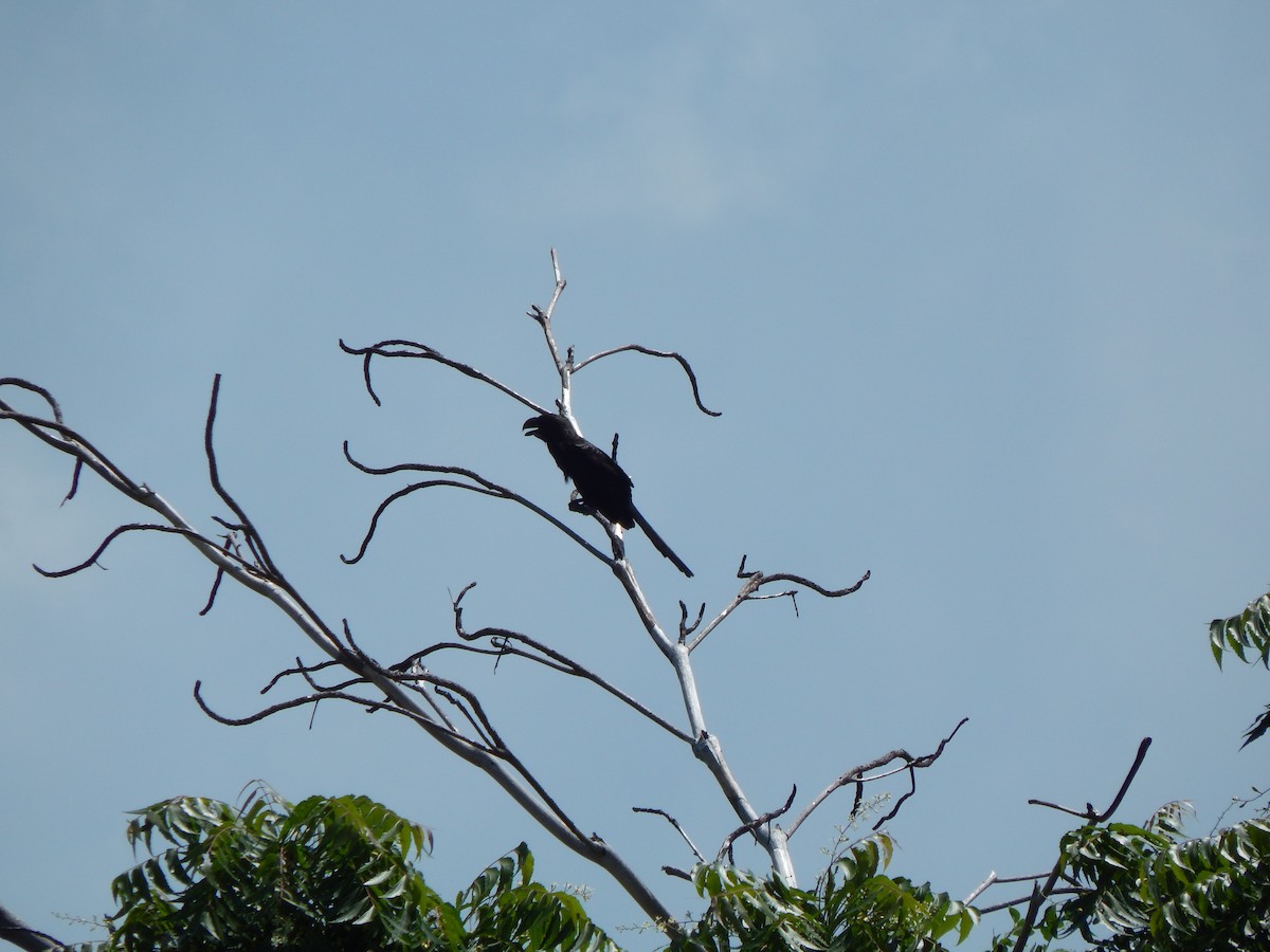 Smooth-billed Ani - ML376776821