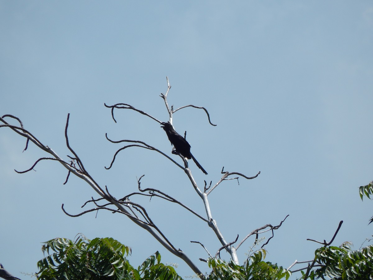 Smooth-billed Ani - ML376776841