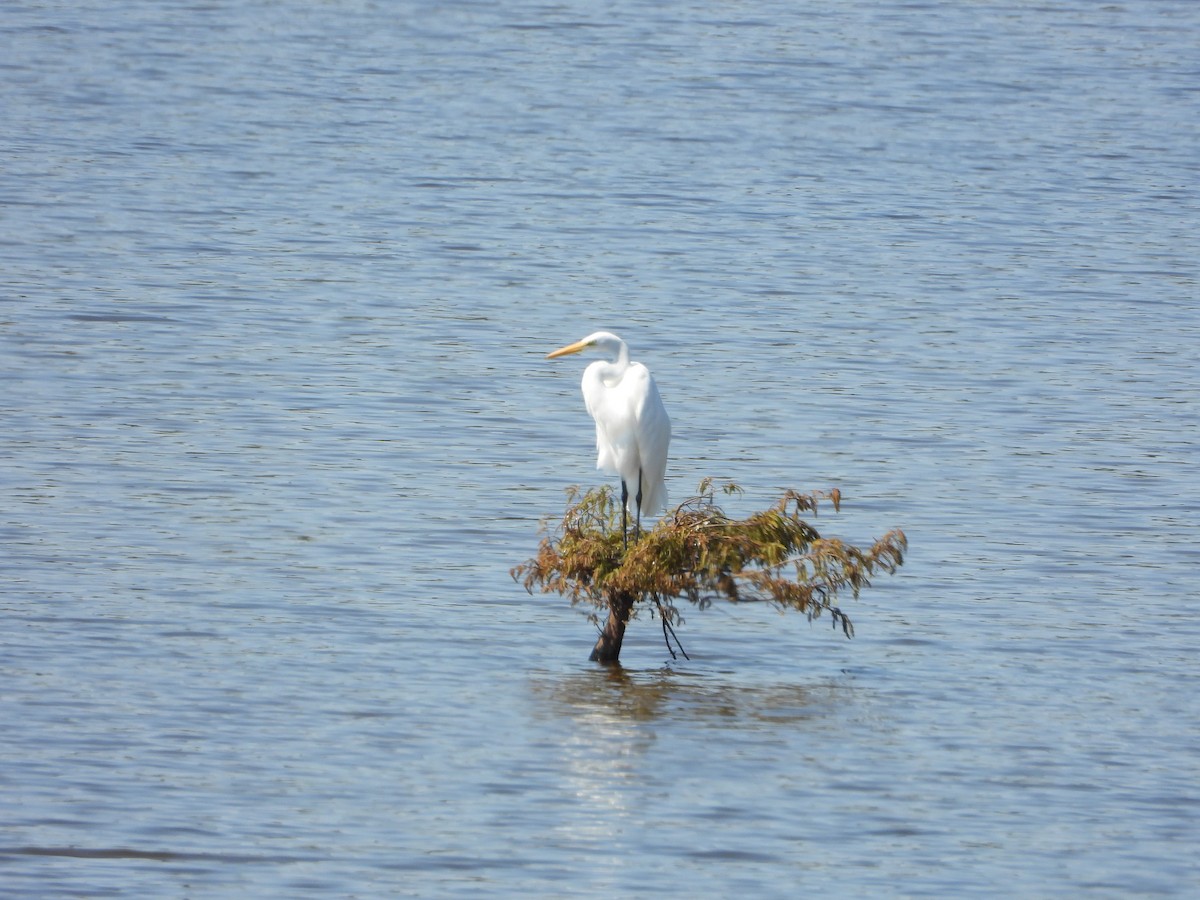 Great Egret - Malise Prieto